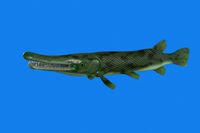 Alligator gar fish