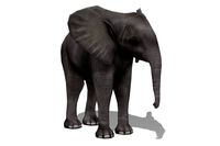 African Elephant Calf