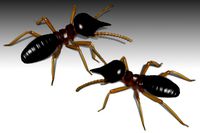 Nasute Termite