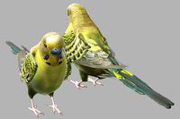 Budgerigar