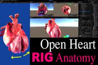 RIG Open Heart Cardiac Cycle
