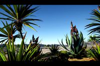 Alien fantasy Plants biome