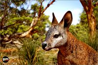 Animalia - Wallaby (male)