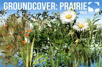 Groundcover Prairie Pack (v8)