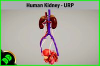 Human Kidney - URP