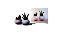 vaso cactus suculenta