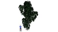 Brassaia (Schefflera)