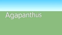 Agapanthus word templated