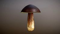 Mushroom - Boletus Edulis