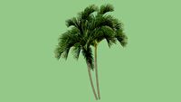 Areca palm