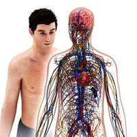 Cardiovascular lymphatic nervous Brain heart system