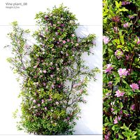 Vine Plant 08