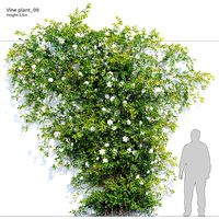 Vine plant 09