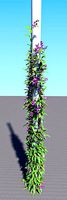 Pink Karen Plant For Garden Decoration