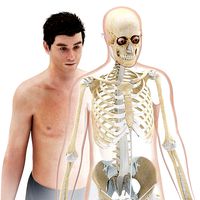 Human Skeleton with ligaments 8K