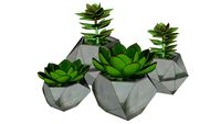 Plantas Suculentas