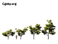 Sophora japonica - Japanese pagoda tree 01 Tree