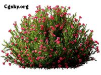 Nerium oleander - Kaner 04  Flower