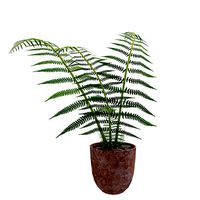 Fern Plant