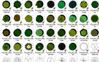 TREE PLAN