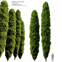 Italian cypress 05
