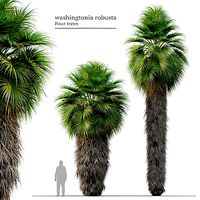 Washingtonia robusta