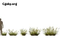 Astrebla lappacea - curly Mitchell grass 03 Grass