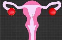 Uterus