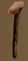 Photorealistic Crab Shell on Stick