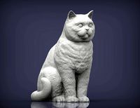 british shorthair cat | 3D