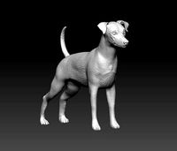 Zwerg Pinscher dog | 3D