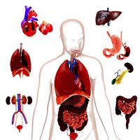 Human internal organs
