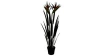 Bird of paradise plant