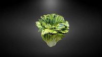 Lettuce