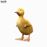 Duckling HD