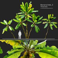 Banana tree 02