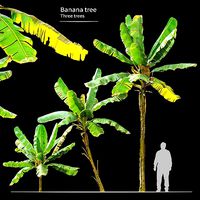 Banana Tree