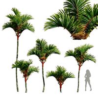 New Plant High detail Cyrtostachys Renda Small