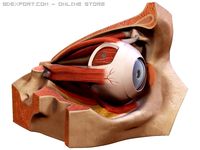 Eye 3D Model