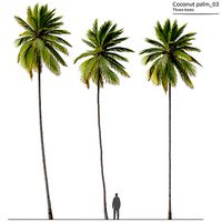 Coconut Palm 03