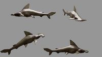 hammerhead shark