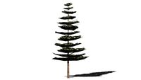 Tree - Conifer - Pinus contorta