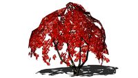 Tree - Deciduous - Acer palmatum