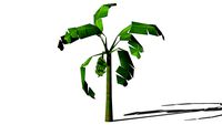Tree - Palm - Musa - Banana - Plantain