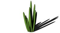 Shrubs - Cacti and Succulents - Cactaceae - Cactus 02