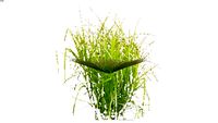 Shrubs - Perennials and Grasses - Carex muskingumensis - Palm Sedge
