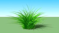 Shrubs - Perennials and Grasses - Miscanthus sinensis Gracillimus - Maiden Grass