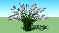 Perennials and Grasses - Pennisetum alopecuroides Hameln - Fountain Grass