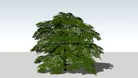 Shrubs - Mounding - Buxus - Winter Gem Boxwood
