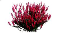 Shrubs - Mounding - Erica - Heath